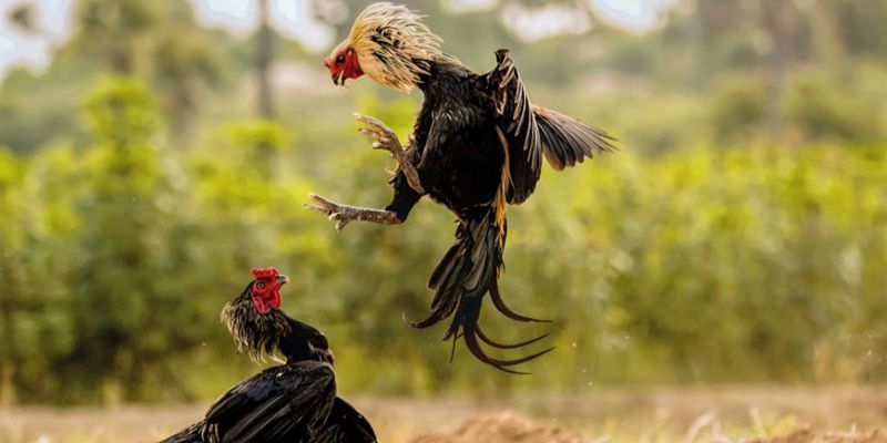 Theo dõi đá gà cựa sắt